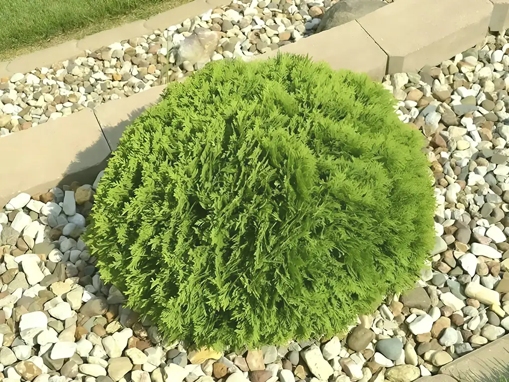 Туя западная 